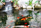 Pond Systems