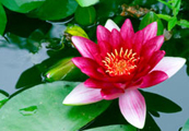 Pond Systems